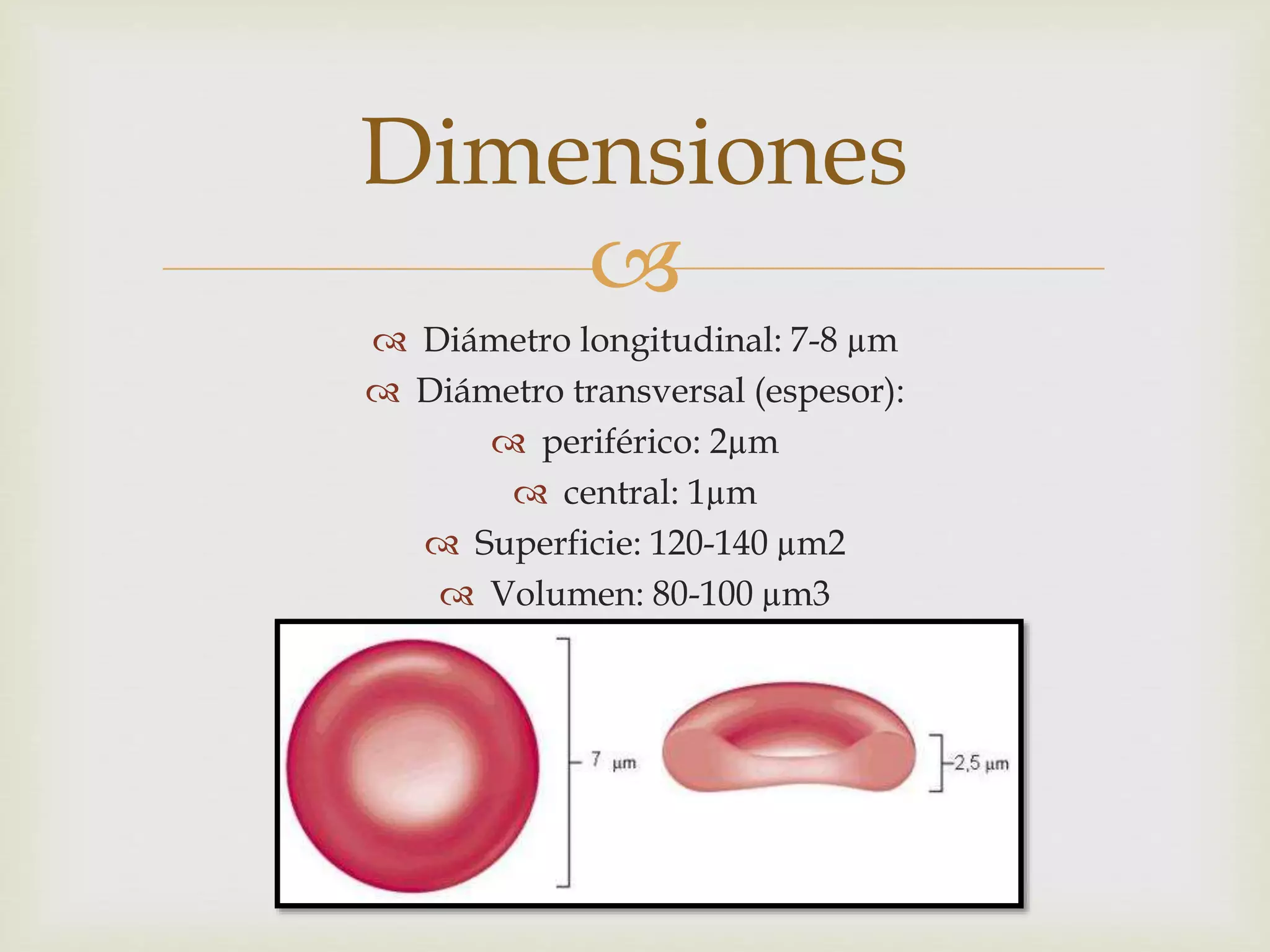 Alteraciones de los eritrocitos | PPTX | Blood Disorders | Diseases and ...