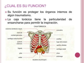 ¿CUAL ES SU FUNCION?
Su función es proteger los órganos internos de
algún traumatismo.
 La
caja torácica tiene la particularidad de
ensancharse para permitir la inspiración.


 