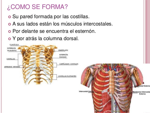 Me duele los riñones o los riñones