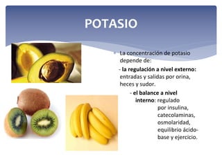 POTASIO
 La concentración de potasio 
depende de:
‐ la regulación a nivel externo:
entradas y salidas por orina, 
heces y sudor.
‐ el balance a nivel          
interno: regulado  
por insulina, 
catecolaminas, 
osmolaridad, 
equilibrio ácido‐
base y ejercicio.

 