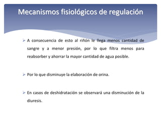 Mecanismos fisiológicos de regulación

 A  consecuencia  de  esto  al  riñón  le  llega  menos  cantidad  de 
sangre  y  a  menor  presión,  por  lo  que  filtra  menos  para 
reabsorber y ahorrar la mayor cantidad de agua posible.

 Por lo que disminuye la elaboración de orina.

 En  casos  de  deshidratación  se  observará una  disminución  de  la 
diuresis.

 