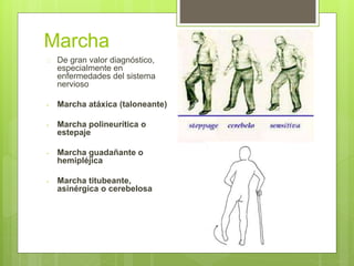 Marcha
 De gran valor diagnóstico,
especialmente en
enfermedades del sistema
nervioso
- Marcha atáxica (taloneante)
- Marcha polineurítica o
estepaje
- Marcha guadañante o
hemipléjica
- Marcha titubeante,
asinérgica o cerebelosa
 