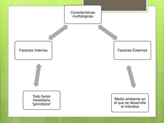 Características
morfológicas
Factores Externos
Medio ambiente en
el que se desarrolla
el individuo
Todo factor
hereditario
“genotípico”
Factores Internos
 