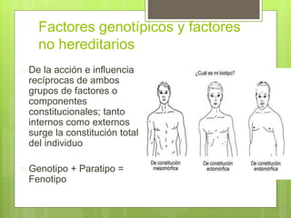 Factores genotípicos y factores
no hereditarios
 De la acción e influencia
recíprocas de ambos
grupos de factores o
componentes
constitucionales; tanto
internos como externos
surge la constitución total
del individuo
 Genotipo + Paratipo =
Fenotipo
 