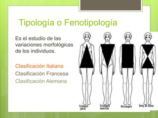 Tipología o Fenotipología
 Es el estudio de las
variaciones morfológicas
de los individuos.
 Clasificación Italiana
 Clasificación Francesa
 Clasificación Alemana
 