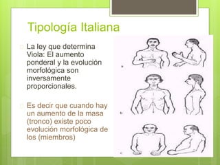 Tipología Italiana
 La ley que determina
Viola: El aumento
ponderal y la evolución
morfológica son
inversamente
proporcionales.
 Es decir que cuando hay
un aumento de la masa
(tronco) existe poco
evolución morfológica de
los (miembros)
 