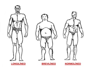 LONGILÍNEO BREVILÍNEO NORMOLÍNEO
 