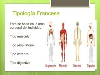 Tipología Francesa
 Esta se basa en la masa
corporal del individuo:
 Tipo muscular
 Tipo respiratorio
 Tipo cerebral
 Tipo digestivo
 