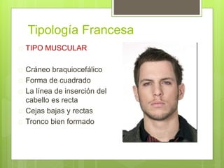 Tipología Francesa
 TIPO MUSCULAR
 Cráneo braquiocefálico
 Forma de cuadrado
 La línea de inserción del
cabello es recta
 Cejas bajas y rectas
 Tronco bien formado
 