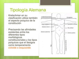 Tipología Alemana
 Kretschmer en su
clasificación utiliza también
el aspecto psíquico de la
constitución
 Precisando las afinidades
existentes entre los
diferentes tipos
morfológicos
constitucionales y los tipos
psíquicos que el designa
como temperamento
cicloide o esquizoide
 