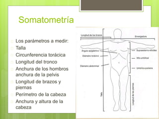 Somatometría
 Los parámetros a medir:
 Talla
 Circunferencia torácica
 Longitud del tronco
 Anchura de los hombros
anchura de la pelvis
 Longitud de brazos y
piernas
 Perímetro de la cabeza
 Anchura y altura de la
cabeza
 