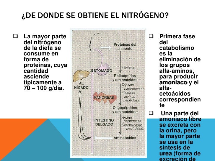 2 minutos guían en metabolismo de hidratos de carbono