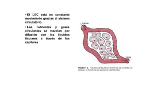 Fisiopatologia - Alteraciones fisiopatologicas del medio interno | PDF