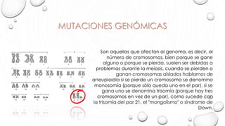 MUTACIONES GENÓMICAS
Son aquellas que afectan al genoma, es decir, al
número de cromosomas, bien porque se gane
alguno o porque se pierda. suelen ser debidas a
problemas durante la meiosis. cuando se pierden o
ganan cromosomas aislados hablamos de
aneuploidía si se pierde un cromosoma se denomina
monosomía (porque sólo queda uno en el par), si se
gana uno se denomina trisomía (porque hay tres
cromosomas en vez de un par), como sucede con
la trisomía del par 21, el "mongolismo" o síndrome de
Down.
 