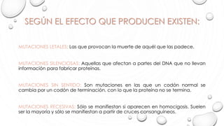 SEGÚN EL EFECTO QUE PRODUCEN EXISTEN:
MUTACIONES LETALES: Las que provocan la muerte de aquél que las padece.
MUTACIONES SILENCIOSAS: Aquellas que afectan a partes del DNA que no llevan
información para fabricar proteínas.
MUTACIONES SIN SENTIDO: Son mutaciones en las que un codón normal se
cambia por un codón de terminación, con lo que la proteína no se termina.
MUTACIONES RECESIVAS: Sólo se manifiestan si aparecen en homocigosis. Suelen
ser la mayoría y sólo se manifiestan a partir de cruces consanguíneos.
 
