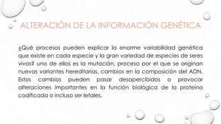 ALTERACIÓN DE LA INFORMACIÓN GENÉTICA
¿Qué procesos pueden explicar la enorme variabilidad genética
que existe en cada especie y la gran variedad de especies de seres
vivos? uno de ellos es la mutación, proceso por el que se originan
nuevas variantes hereditarias, cambios en la composición del ADN.
Estos cambios pueden pasar desapercibidos o provocar
alteraciones importantes en la función biológica de la proteína
codificada o incluso ser letales.
 