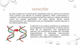 MUTACIÓN
Es todo cambio en la información hereditaria. Esto es, será una mutación
todo cambio que afecte al material genético: ADN, cromosomas o
cariotipo. Las mutaciones pueden producirse tanto en células somáticas
como en células germinales, en estas últimas tienen mayor
transcendencia. Las mutaciones solo son heredables cuando afectan a
las células germinales.
Si afectan a las células somáticas se extinguen
por lo general con el individuo, a menos que se
trate de un organismo con reproducción
asexual. Las mutaciones pueden ser: naturales
(espontáneas) o inducidas (provocadas
artificialmente con radiaciones, sustancias
químicas u otros agentes mutágenos).
 