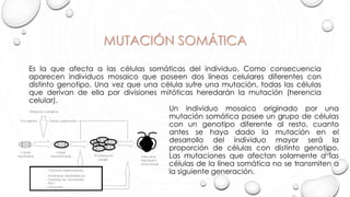 MUTACIÓN SOMÁTICA
Es la que afecta a las células somáticas del individuo. Como consecuencia
aparecen individuos mosaico que poseen dos líneas celulares diferentes con
distinto genotipo. Una vez que una célula sufre una mutación, todas las células
que derivan de ella por divisiones mitóticas heredarán la mutación (herencia
celular).
Un individuo mosaico originado por una
mutación somática posee un grupo de células
con un genotipo diferente al resto, cuanto
antes se haya dado la mutación en el
desarrollo del individuo mayor será la
proporción de células con distinto genotipo.
Las mutaciones que afectan solamente a las
células de la línea somática no se transmiten a
la siguiente generación.
 