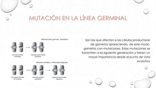 MUTACIÓN EN LA LÍNEA GERMINAL
Son las que afectan a las células productoras
de gametos apareciendo, de este modo,
gametos con mutaciones. Estas mutaciones se
transmiten a la siguiente generación y tienen un
mayor importancia desde el punto de vista
evolutivo
 