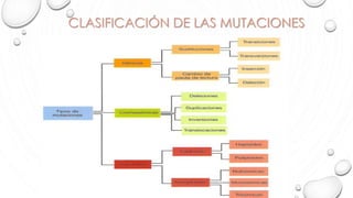 CLASIFICACIÓN DE LAS MUTACIONES
 