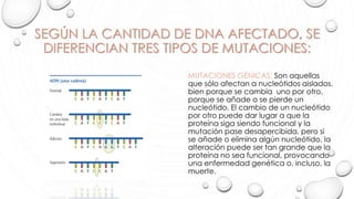 SEGÚN LA CANTIDAD DE DNA AFECTADO, SE
DIFERENCIAN TRES TIPOS DE MUTACIONES:
MUTACIONES GÉNICAS: Son aquellas
que sólo afectan a nucleótidos aislados,
bien porque se cambia uno por otro,
porque se añade o se pierde un
nucleótido. El cambio de un nucleótido
por otro puede dar lugar a que la
proteína siga siendo funcional y la
mutación pase desapercibida, pero si
se añade o elimina algún nucleótido, la
alteración puede ser tan grande que la
proteína no sea funcional, provocando
una enfermedad genética o, incluso, la
muerte.
 