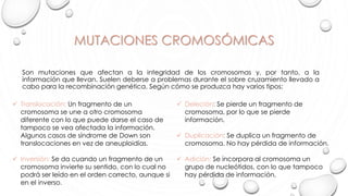 MUTACIONES CROMOSÓMICAS
Son mutaciones que afectan a la integridad de los cromosomas y, por tanto, a la
información que llevan. Suelen deberse a problemas durante el sobre cruzamiento llevado a
cabo para la recombinación genética. Según cómo se produzca hay varios tipos:
 Translocación: Un fragmento de un
cromosoma se une a otro cromosoma
diferente con lo que puede darse el caso de
tampoco se vea afectada la información.
Algunos casos de síndrome de Down son
translocaciones en vez de aneuploidías.
 Inversión: Se da cuando un fragmento de un
cromosoma invierte su sentido, con lo cual no
podrá ser leído en el orden correcto, aunque si
en el inverso.
 Deleción: Se pierde un fragmento de
cromosoma, por lo que se pierde
información.
 Duplicación: Se duplica un fragmento de
cromosoma. No hay pérdida de información.
 Adición: Se incorpora al cromosoma un
grupo de nucleótidos, con lo que tampoco
hay pérdida de información.
 