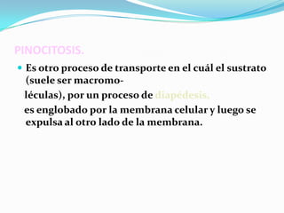 PINOCITOSIS.
 Es otro proceso de transporte en el cuál el sustrato
 (suele ser macromo-
 léculas), por un proceso de diapédesis,
 es englobado por la membrana celular y luego se
 expulsa al otro lado de la membrana.
 