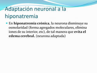 Adaptación neuronal a la
hiponatremia
 En hiponatremia crónica, la neurona disminuye su
 osmolaridad (forma agregados moleculares, elimina
 iones de su interior, etc), de tal manera que evita el
 edema cerebral. (neurona adaptada)
 