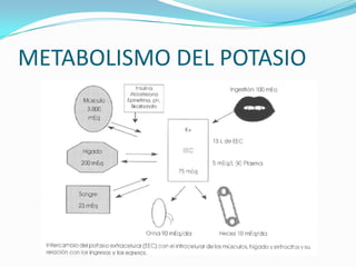 METABOLISMO DEL POTASIO
 