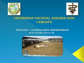 UNIVERSIDAD NACIONAL AGRARIA SEDE CAMOAPA  PATOLIGÍA  I ALTERACIONES IRREBERSIBLES  M.V. Claudia Flores M. 