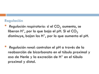 Regulación
• Regulación respiratoria: si el CO2 aumenta, se
liberan H+, por lo que baja el pH. Si el CO2
disminuye, bajan los H+, por lo que aumenta el pH.

•

Regulación renal: controlan el pH a través de la
reabsorción de bicarbonato en el túbulo proximal y
asa de Henle y la excreción de H+ en el túbulo
proximal y distal.

 