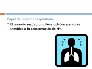 Papel del aparato respiratorio:
• El aparato respiratorio tiene quimiorreceptores
sensibles a la concentración de H+.

 