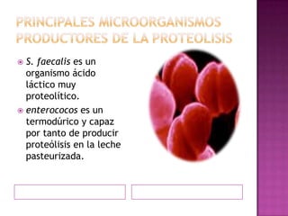 Principales microorganismos productores de la proteolisisS. faecalis es un organismo ácido láctico muy proteolítico.enterococos es un termodúrico y capaz por tanto de producir proteólisis en la leche pasteurizada.