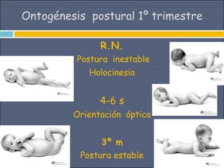 Ontogénesis postural 1º trimestre

               R.N.
          Postura inestable
            Holocinesia


               4-6 s
         Orientación óptica


               3º m
          Postura estable
 