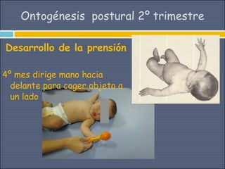 Ontogénesis postural 2º trimestre

Desarrollo de la prensión

4º mes dirige mano hacia
  delante para coger objeto a
  un lado
 