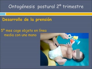 Ontogénesis postural 2º trimestre

Desarrollo de la prensión

5º mes coge objeto en línea
  media con una mano
 