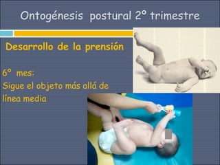 Ontogénesis postural 2º trimestre

Desarrollo de la prensión

6º mes:
Sigue el objeto más allá de
línea media
 