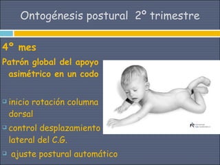 Ontogénesis postural 2º trimestre

4º mes
Patrón global del apoyo
 asimétrico en un codo


   inicio rotación columna
    dorsal
   control desplazamiento
    lateral del C.G.
   ajuste postural automático
 