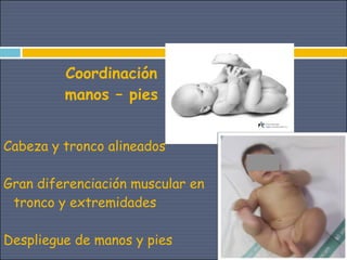 Coordinación
         manos – pies


Cabeza y tronco alineados

Gran diferenciación muscular en
 tronco y extremidades

Despliegue de manos y pies
 