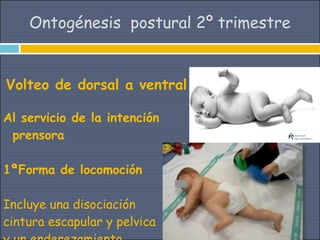Ontogénesis postural 2º trimestre


Volteo de dorsal a ventral

Al servicio de la intención
 prensora

1ªForma de locomoción

Incluye una disociación
cintura escapular y pelvica
 