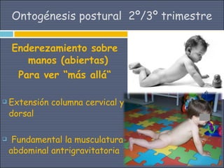 Ontogénesis postural 2º/3º trimestre

    Enderezamiento sobre
       manos (abiertas)
     Para ver “más allá“

   Extensión columna cervical y
    dorsal

    Fundamental la musculatura
    abdominal antrigravitatoria
 