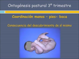 Ontogénesis postural 3º trimestre

   Coordinación manos – pies- boca

Consecuencia del descubrimiento de sí mismo
 