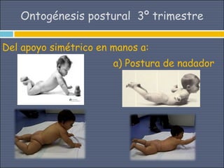 Ontogénesis postural 3º trimestre

Del apoyo simétrico en manos a:
                       a) Postura de nadador
 