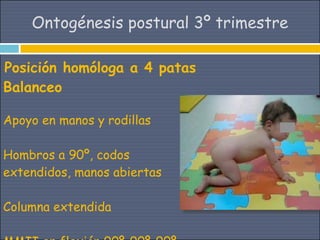 Ontogénesis postural 3º trimestre

Posición homóloga a 4 patas
Balanceo

Apoyo en manos y rodillas

Hombros a 90º, codos
extendidos, manos abiertas

Columna extendida
 
