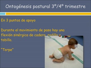 Ontogénesis postural 3º/4º trimestre

En 3 puntos de apoyo

Durante el movimiento de paso hay una
flexión sinérgica de cadera, rodilla y
tobillo.

“Torpe”
 