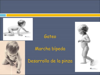 Gateo

   Marcha bípeda

Desarrollo de la pinza
 