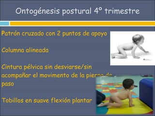 Ontogénesis postural 4º trimestre

Patrón cruzado con 2 puntos de apoyo

Columna alineada

Cintura pélvica sin desviarse/sin
acompañar el movimento de la pierna de
paso

Tobillos en suave flexión plantar
 