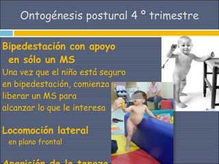 Ontogénesis postural 4 º trimestre

Bipedestación con apoyo
 en sólo un MS
Una vez que el niño está seguro
en bipedestación, comienza a
liberar un MS para
alcanzar lo que le interesa

Locomoción lateral
 en plano frontal
 