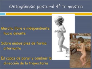 Ontogénesis postural 4º trimestre



Marcha libre e independiente
 hacia delante

Sobre ambos pies de forma
 alternante

Es capaz de parar y cambiar la
 dirección de la trayectoria
 