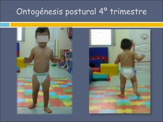 Ontogénesis postural 4º trimestre
 